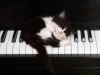 Picture of KittyPiano